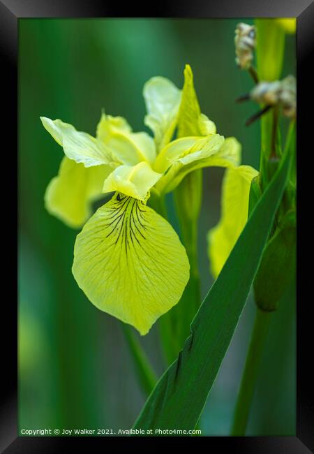 Yellow flag Iris Framed Print by Joy Walker