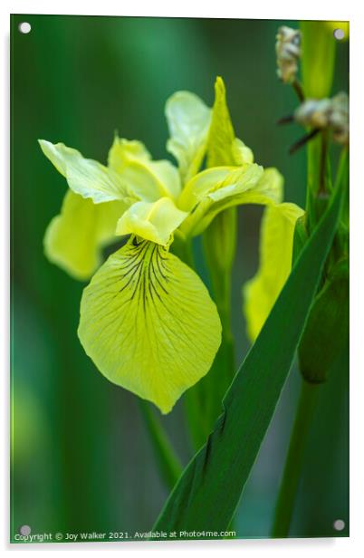 Yellow flag Iris Acrylic by Joy Walker
