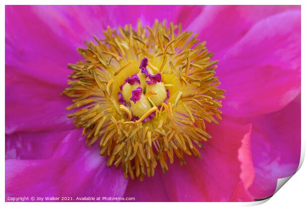 Single pink garden poppy Print by Joy Walker