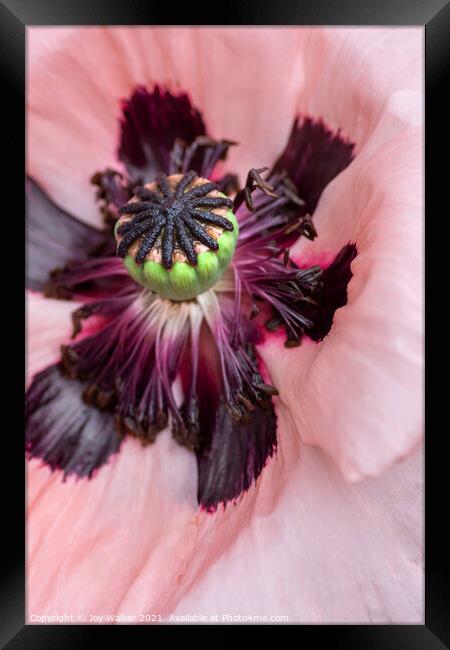Single pink garden poppy Framed Print by Joy Walker