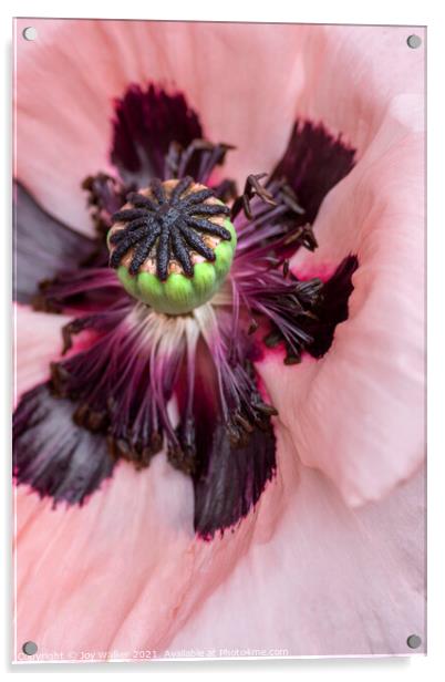 Single pink garden poppy Acrylic by Joy Walker