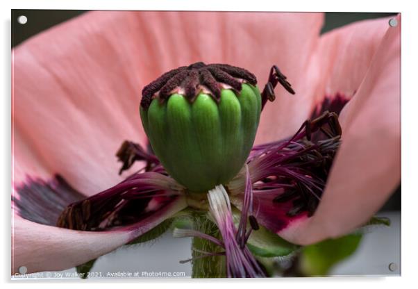 Large pink poppy seed head Acrylic by Joy Walker