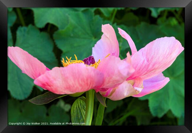 Single pink garden poppy Framed Print by Joy Walker