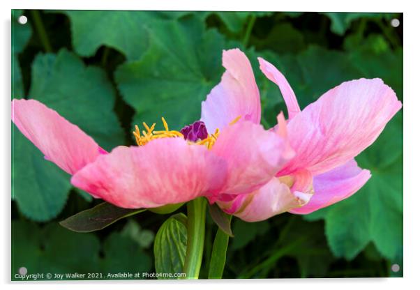 Single pink garden poppy Acrylic by Joy Walker