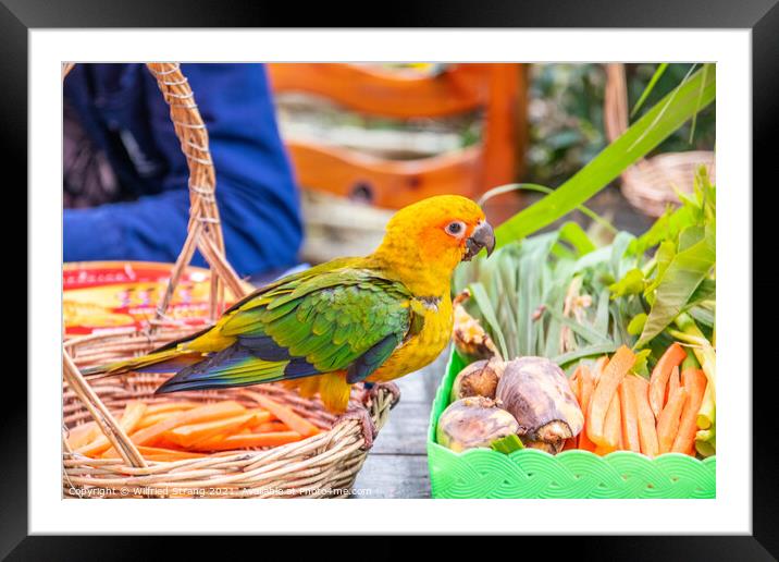 a small Parrot bird at a Street Market in Thailand Southeast Asia Framed Mounted Print by Wilfried Strang