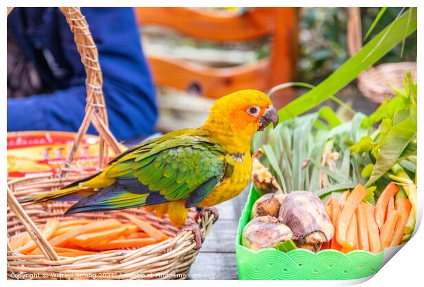 a small Parrot bird at a Street Market in Thailand Southeast Asia Print by Wilfried Strang