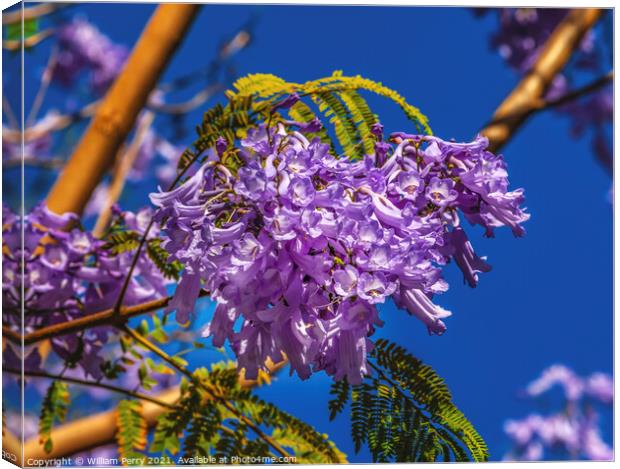 Colorful Jacaranda Flowers Seville Spain Canvas Print by William Perry