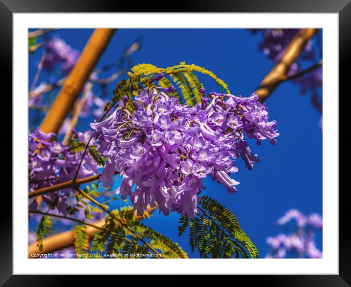 Colorful Jacaranda Flowers Seville Spain Framed Mounted Print by William Perry