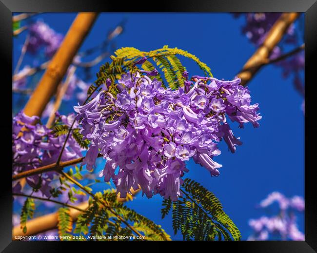 Colorful Jacaranda Flowers Seville Spain Framed Print by William Perry