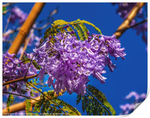 Colorful Jacaranda Flowers Seville Spain Print by William Perry