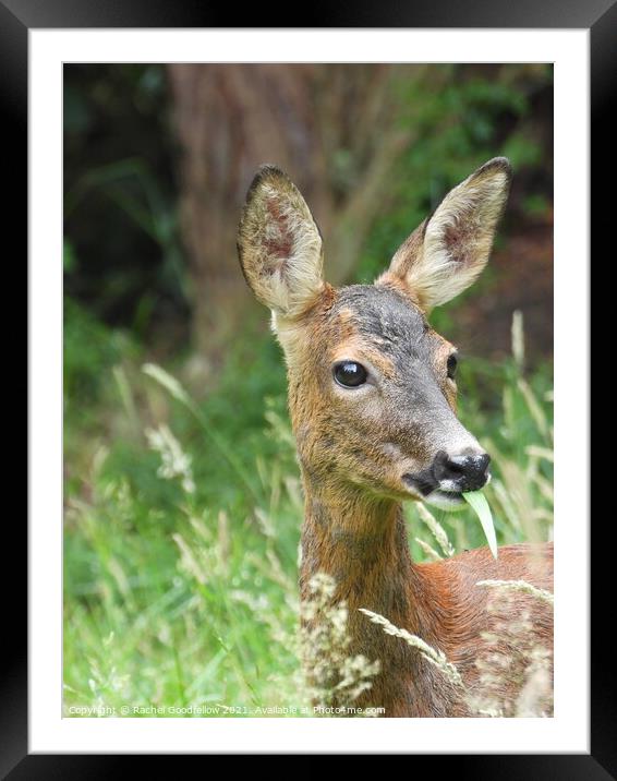 Roe Deer in the grass Framed Mounted Print by Rachel Goodfellow