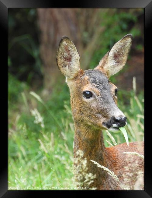 Roe Deer in the grass Framed Print by Rachel Goodfellow