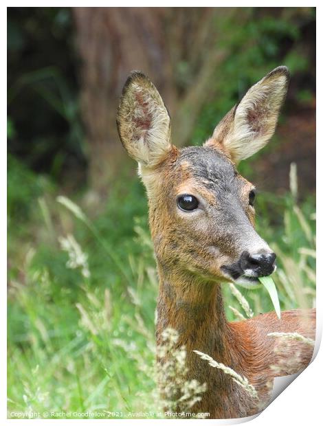 Roe Deer in the grass Print by Rachel Goodfellow