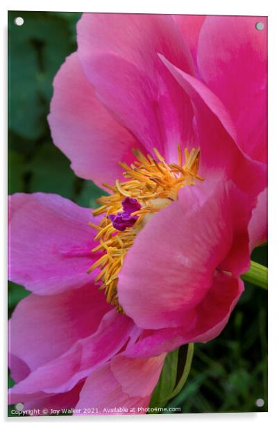 A single pink peony flower Acrylic by Joy Walker