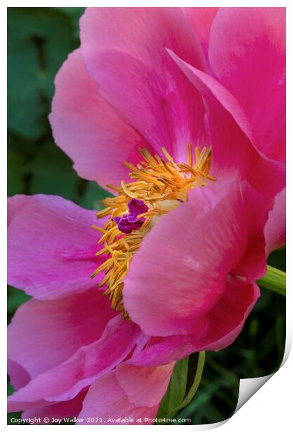 A single pink peony flower Print by Joy Walker