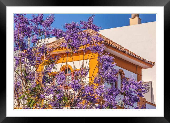 Colorful Jacaranda Flowers Yellow White Buildings Seville Spain Framed Mounted Print by William Perry