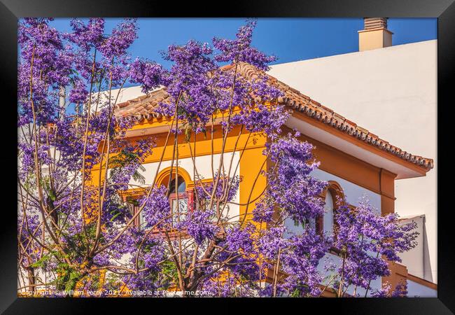 Colorful Jacaranda Flowers Yellow White Buildings Seville Spain Framed Print by William Perry