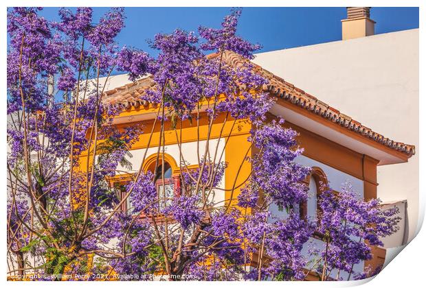 Colorful Jacaranda Flowers Yellow White Buildings Seville Spain Print by William Perry