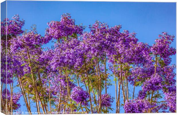 Colorful Jacaranda Flowers Along Road Seville Spain Canvas Print by William Perry