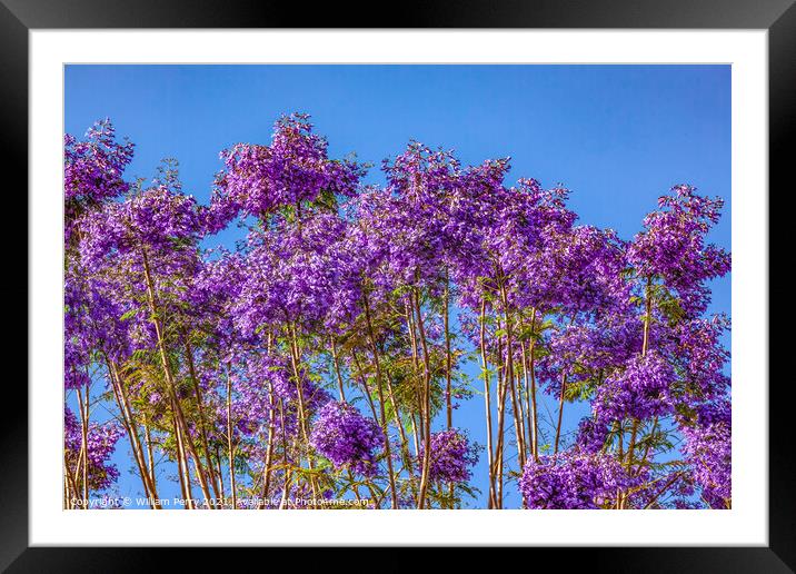 Colorful Jacaranda Flowers Along Road Seville Spain Framed Mounted Print by William Perry