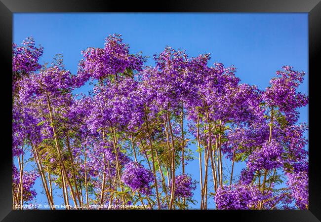Colorful Jacaranda Flowers Along Road Seville Spain Framed Print by William Perry