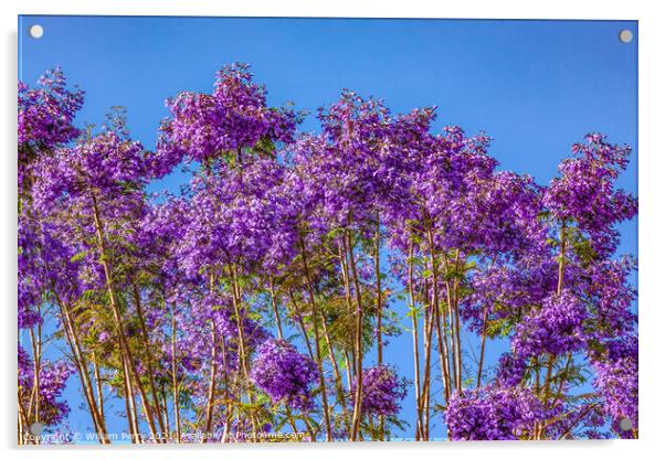 Colorful Jacaranda Flowers Along Road Seville Spain Acrylic by William Perry