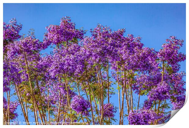 Colorful Jacaranda Flowers Along Road Seville Spain Print by William Perry