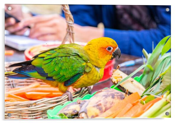 a small Parrot bird at a Street Market in Thailand Southeast Asia Acrylic by Wilfried Strang