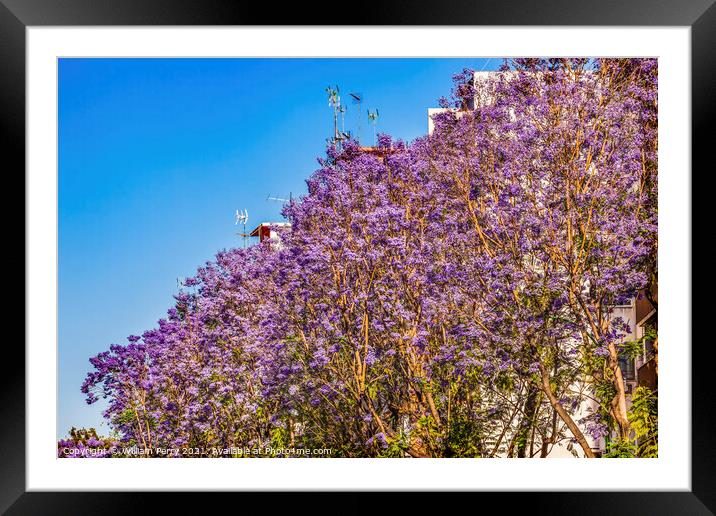 Colorful Jacaranda Flowers Along Road Seville Spain Framed Mounted Print by William Perry