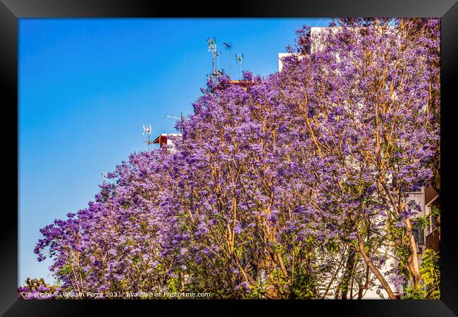 Colorful Jacaranda Flowers Along Road Seville Spain Framed Print by William Perry