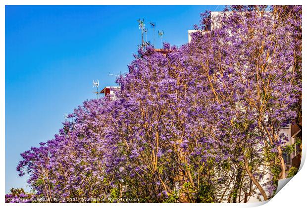Colorful Jacaranda Flowers Along Road Seville Spain Print by William Perry
