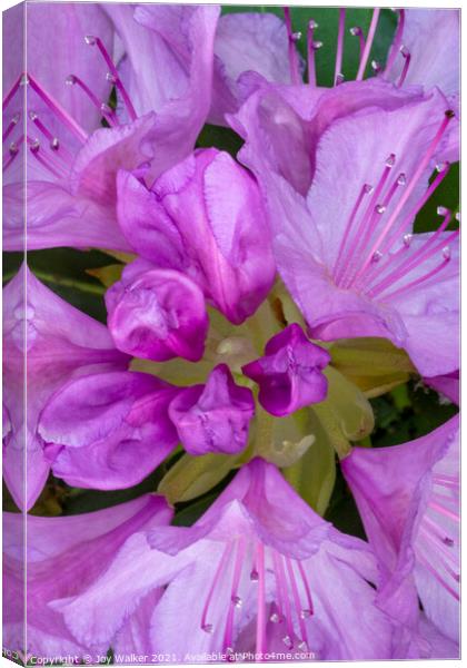 Rhododendron flower Canvas Print by Joy Walker