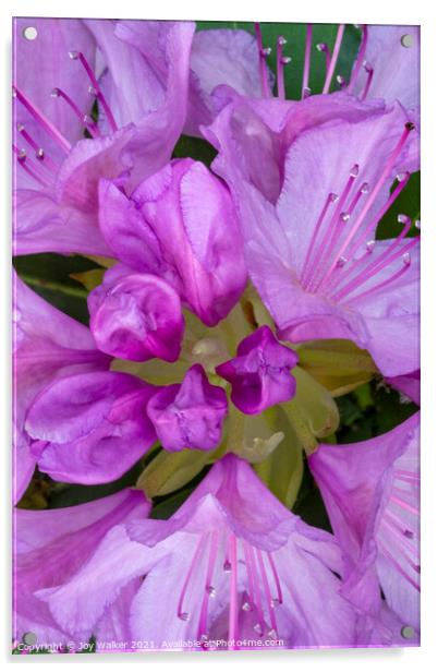 Rhododendron flower Acrylic by Joy Walker