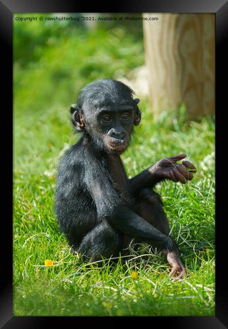 Bonobo Baby Framed Print by rawshutterbug 