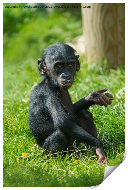 Bonobo Baby Print by rawshutterbug 