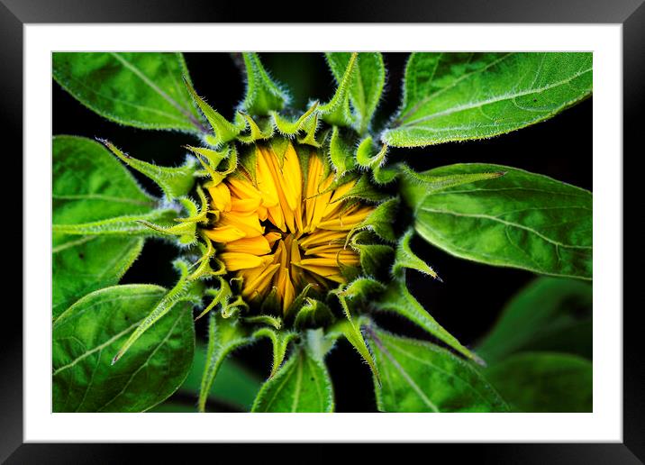 Sunflower, Jerusalem Gold Framed Mounted Print by Maggie McCall