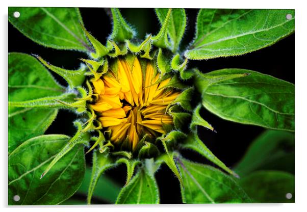 Sunflower, Jerusalem Gold Acrylic by Maggie McCall
