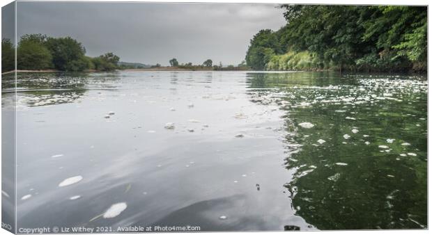 River Lune Swim Canvas Print by Liz Withey