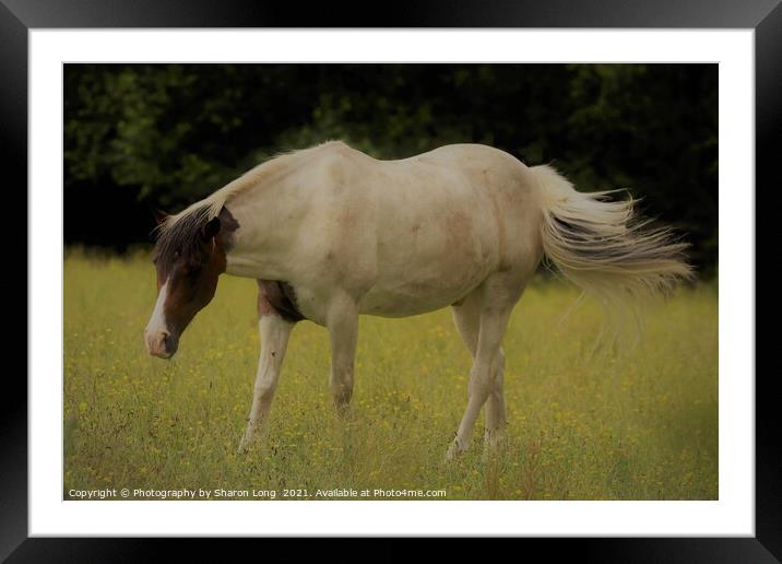 Dreamer Framed Mounted Print by Photography by Sharon Long 