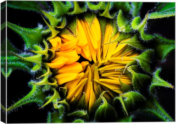 Sunflower, Jerusalem Gold  Canvas Print by Maggie McCall