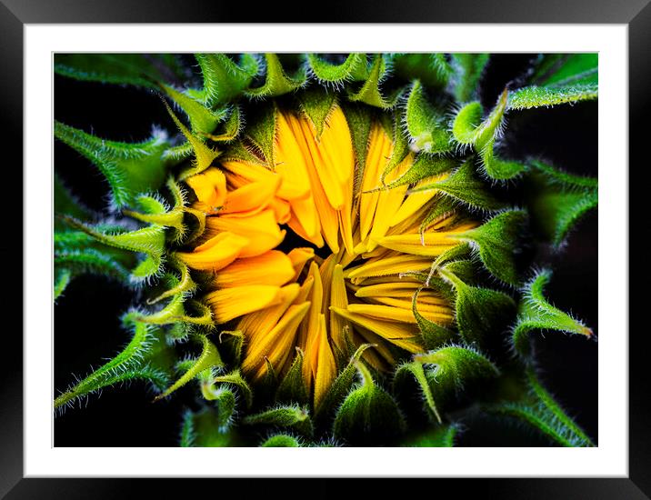 Sunflower, Jerusalem Gold  Framed Mounted Print by Maggie McCall