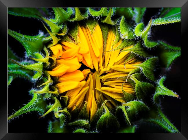 Sunflower, Jerusalem Gold  Framed Print by Maggie McCall