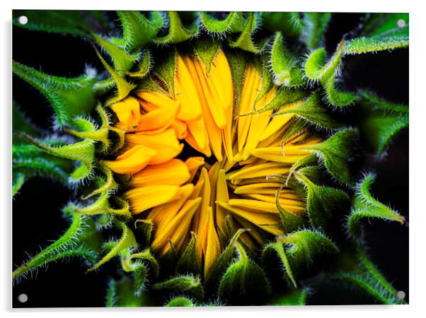 Sunflower, Jerusalem Gold  Acrylic by Maggie McCall