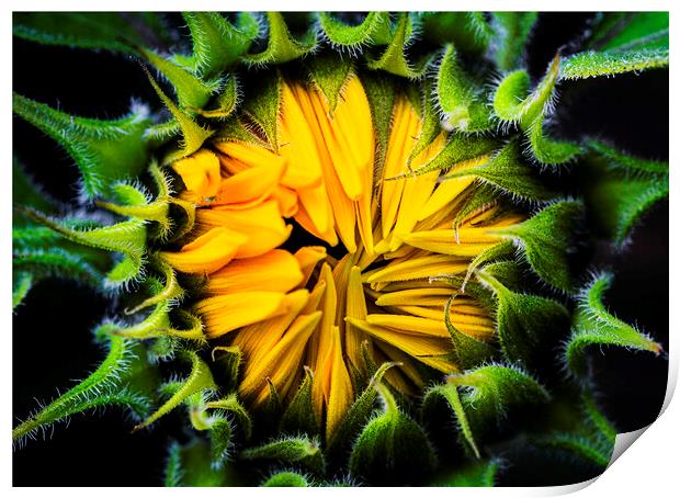 Sunflower, Jerusalem Gold  Print by Maggie McCall