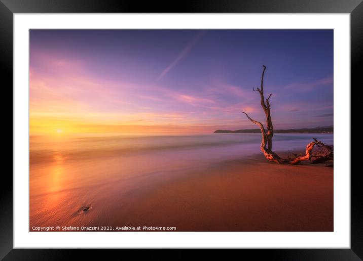 Baratti beach and old tree trunk at sunset. Italy Framed Mounted Print by Stefano Orazzini