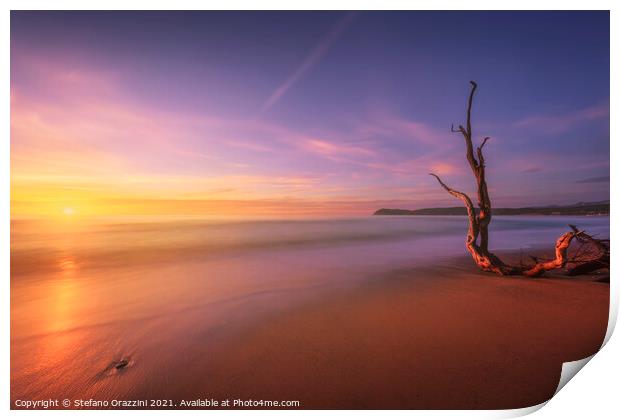 Baratti beach and old tree trunk at sunset. Italy Print by Stefano Orazzini