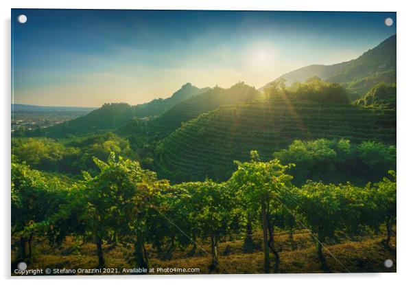 Prosecco Vineyards and Setting Sun. Italy Acrylic by Stefano Orazzini