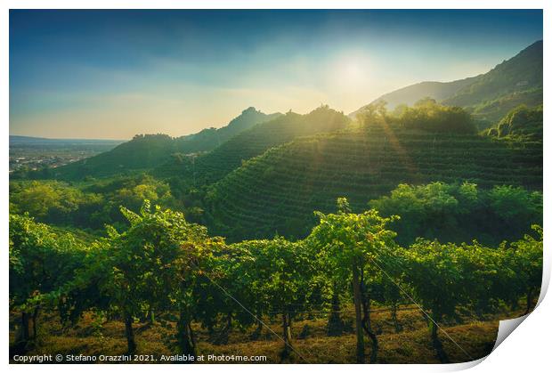 Prosecco Vineyards and Setting Sun. Italy Print by Stefano Orazzini