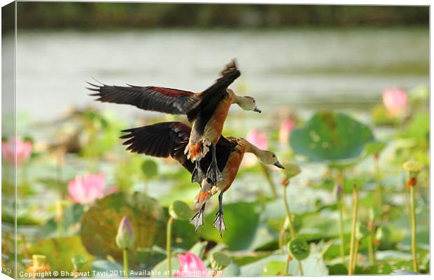 Lesser-whistling Duck Canvas Print by Bhagwat Tavri