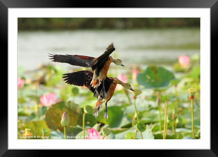 Lesser-whistling Duck Framed Mounted Print by Bhagwat Tavri